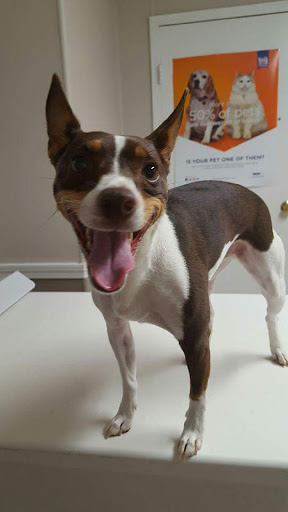 VCA Roberts Animal Hospital - Thumbnail
