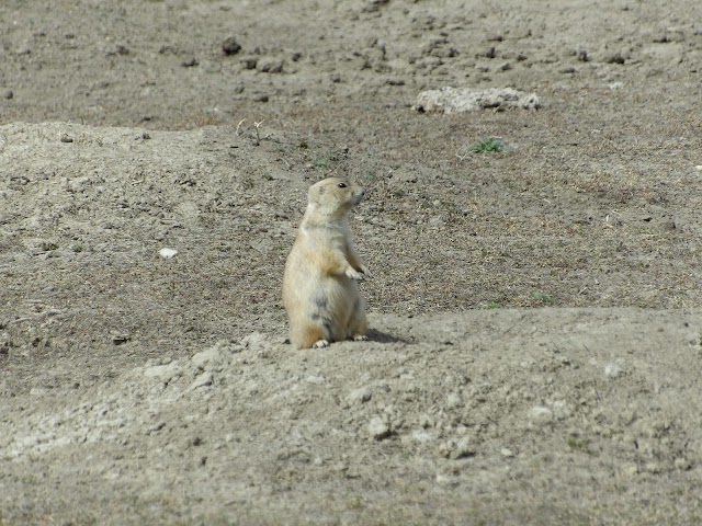 Theodore Roosevelt National Park