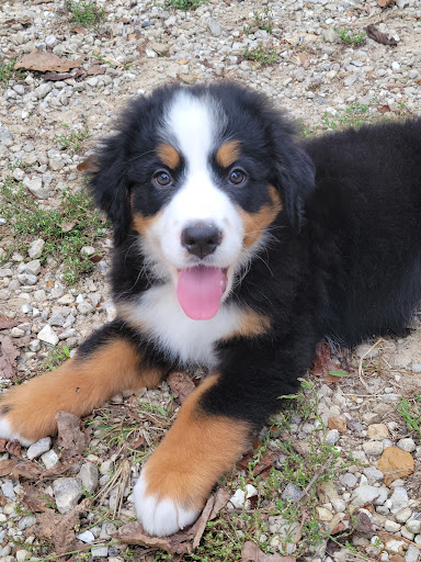 Stutesman's Show Me Puppies