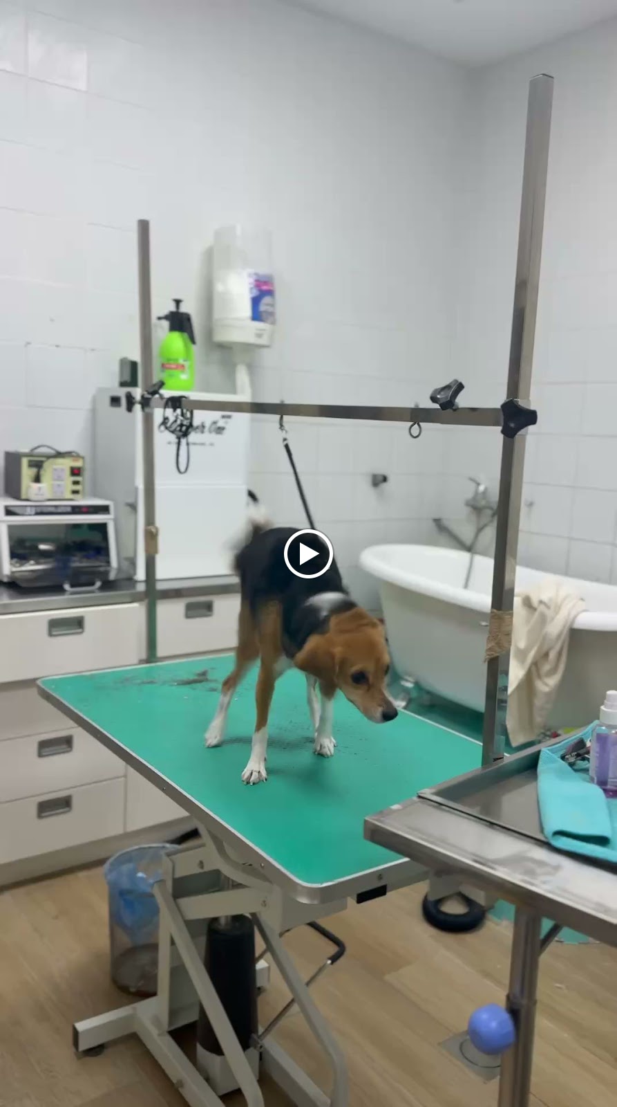 ALPHA PET CLINIC (SPECIALIZED) عيادة الفابت البيطرية (المتخصصة) - صورة 4