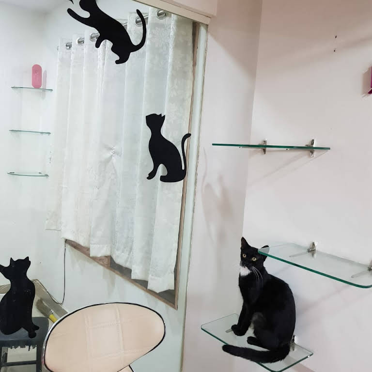 PURRed@Charlie's - The first Cat Cafe in Bangalore, India 🇮🇳😻🙀😸 