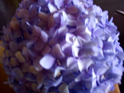 Photos of Agriflora Kenya Limited - Sian Roses