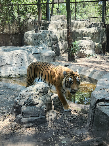 Zoológico de Chapultepec - Thumbnail