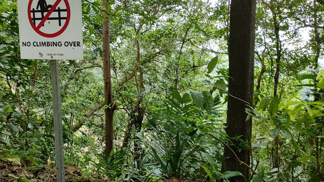 Bukit Timah Nature Reserve by null