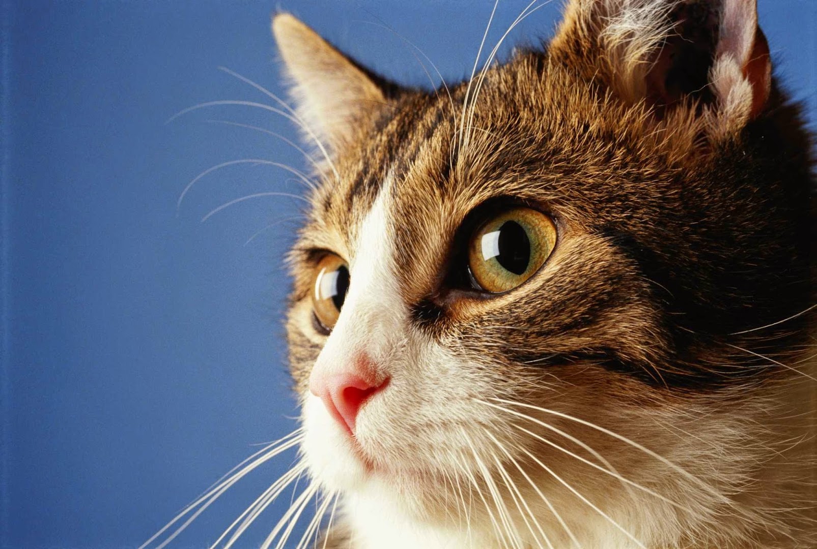 At Home Comforts Pet Sitting