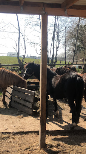 DIE PONY-FARM - M. Alsen - Thumbnail