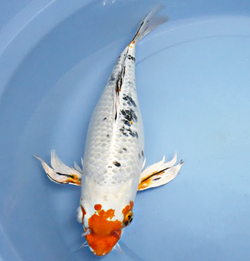 Windsor Fish Hatchery online - Thumbnail