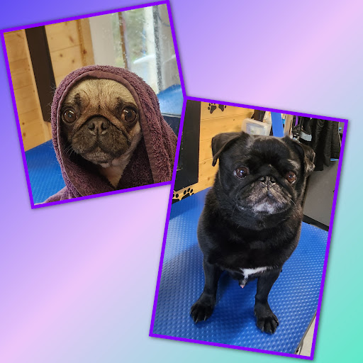 Dogmaster Groomers - Dog Grooming - Thumbnail