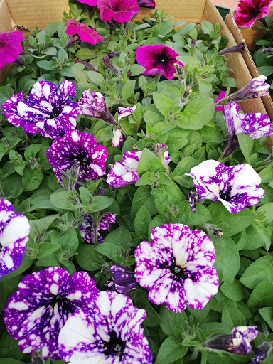 Flora Garden - Visual