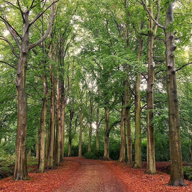 De Horsten