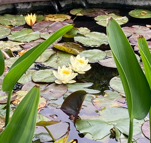 The Educated Gardener Gallery - United States