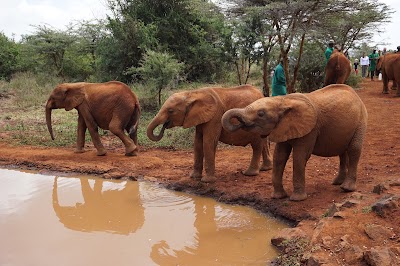 Photos of David Sheldrick's Elephant Orphanage