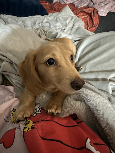 Suffolk Puppies For Sale - Thumbnail