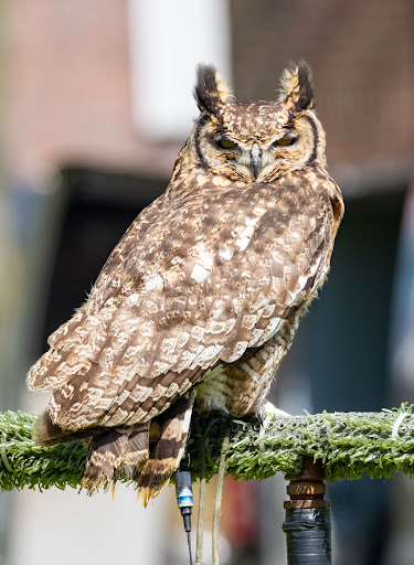 Roofvogelsenuilen - Thumbnail