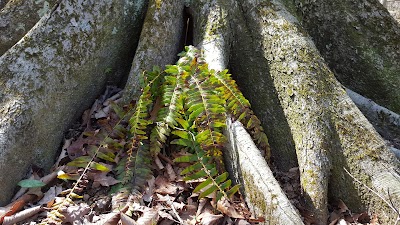 Photos of Yellowwood State Forest