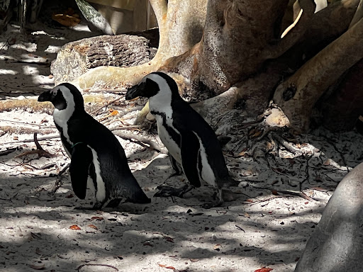 Penguin Beach Logo
