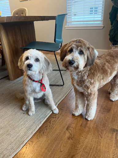 Dogs' Own Grooming