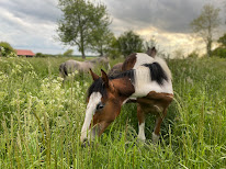 Ecurie de la Maëva à Jaignes
