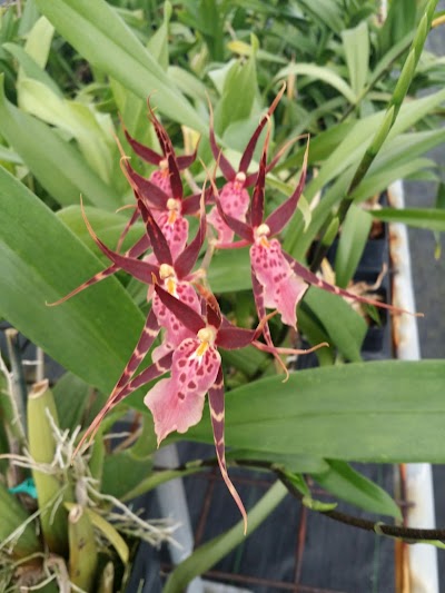 Hawaiian Flowers