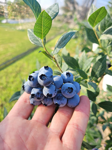 Il borgo dei frutti