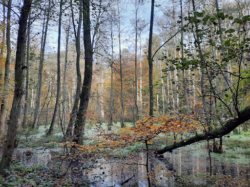 Prinzenholz - Thumbnail