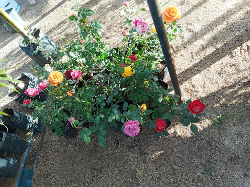 Vivero Artemisa