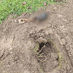 Photo n°18 de Guêpes Contrôle - Secteur Aube - Guêpes, frelons asiatiques, chenilles processionnaires du pin & Nettoyage de toitures à Lusigny-sur-Barse (Service de nettoyage et d'entretien)