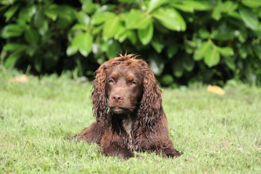 Photo de Pension Canine Canes Domum à Saint-Paul-de-Varax (01240)