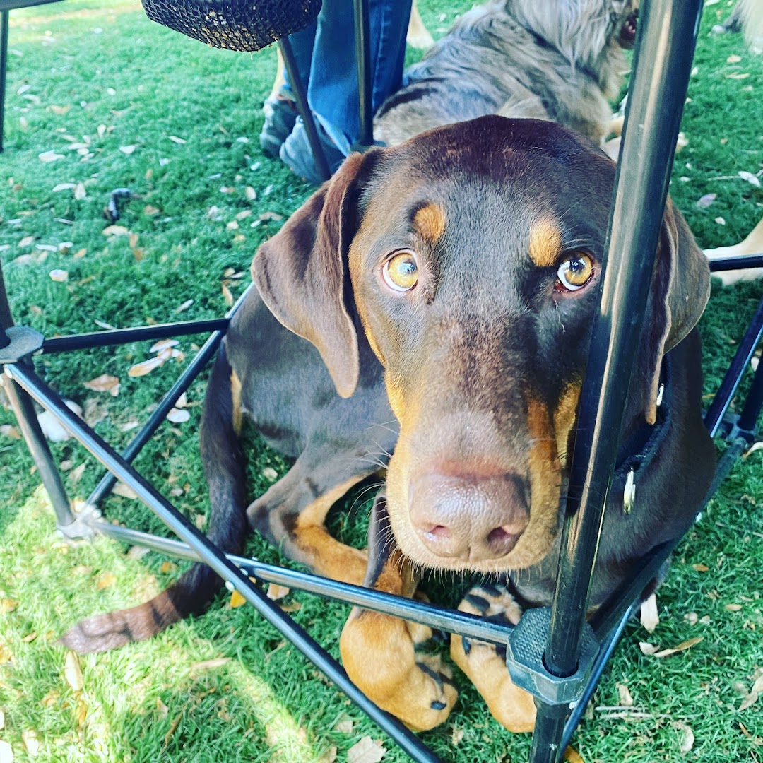 Paws Paradise Fur Life photo 28