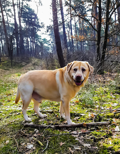 Huisdierservice Herkenbosch