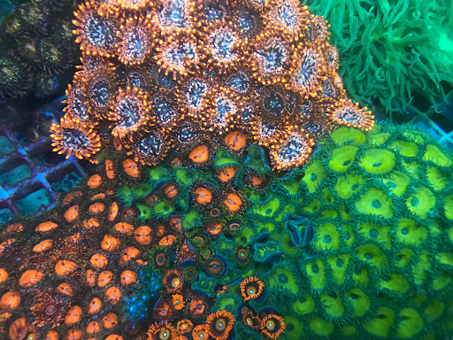 Empire Corals - Visual