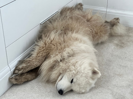 Southborough Pet Groomers - Thumbnail