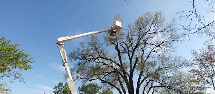 S & A Tree Service Fort Wayne