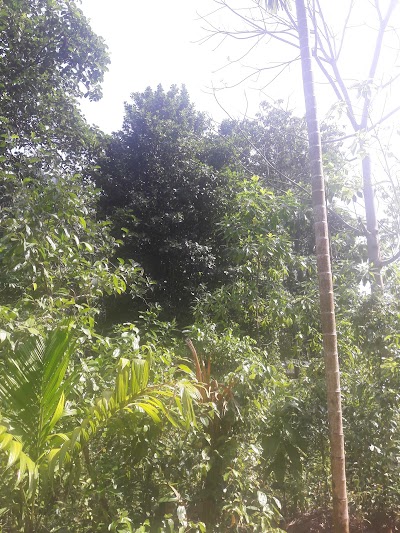 Photos of Sri Wimalananda Yogashramaya