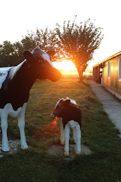 Photo n°2 de Famille Kuipers à Sonzay (Éleveur)