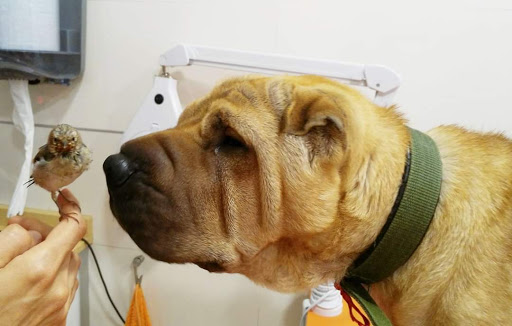 Clínica Veterinària Món Viu Orriols