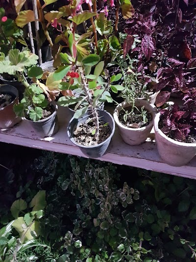 Photos of Atisaz Flower Shop