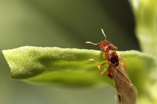 Aus Ants
