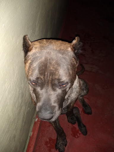 Veterinaria San Fernando - Thumbnail