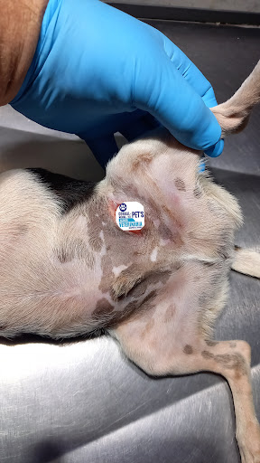 El Corral Pets-Medina Vet Clinica Veterinaria