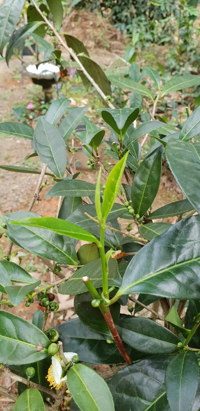 Handunugoda Tea Estate
