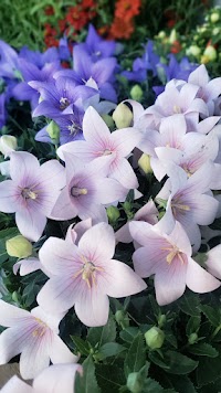 花のコバヤシ食遊市場店