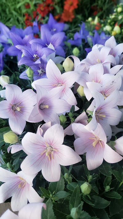 花のコバヤシ食遊市場店