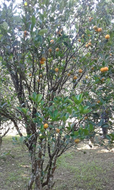 Photos of Naduruloulou Research Station