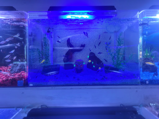 Trop Aquarium - Thumbnail