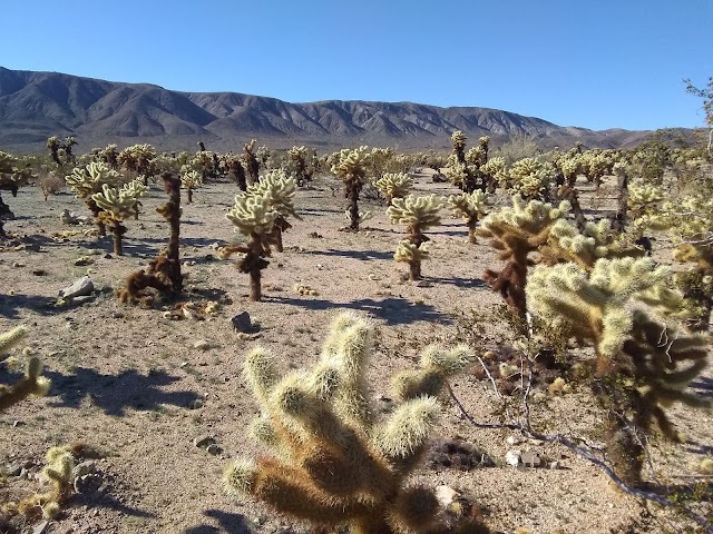 Cholla Cactus Garden