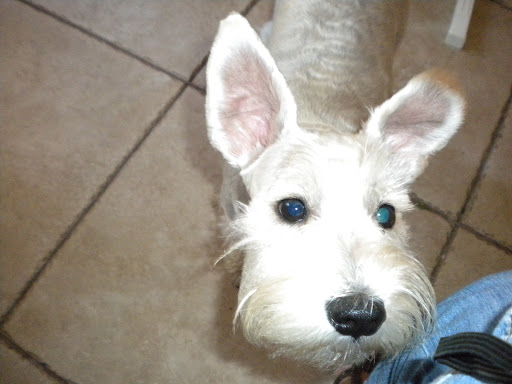 Southwest Florida Veterinary: Patrick Michelle DVM - Thumbnail