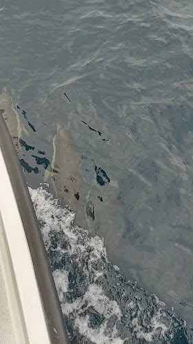 http://www.nzdolphin.com/