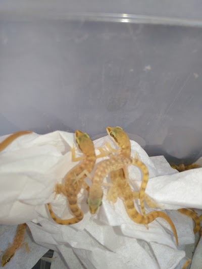 Photos of Dr. Asaad Tolba Reptile Farm