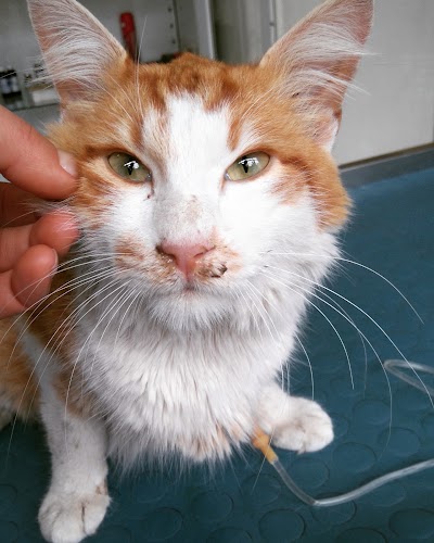 Photos of VETERINARY